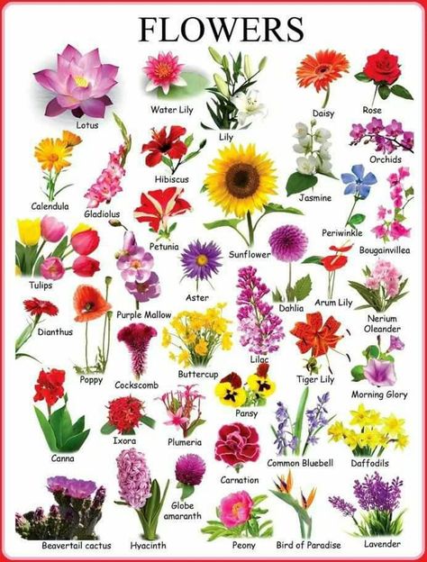 Learn English Vocabulary through Pictures: Flowers & Plants - ESL Buzz Flower Chart, Arum Lily, Globe Amaranth, Different Types Of Flowers, Flower Guide, Flower Names, Learn English Vocabulary, Language Of Flowers, Arte Floral