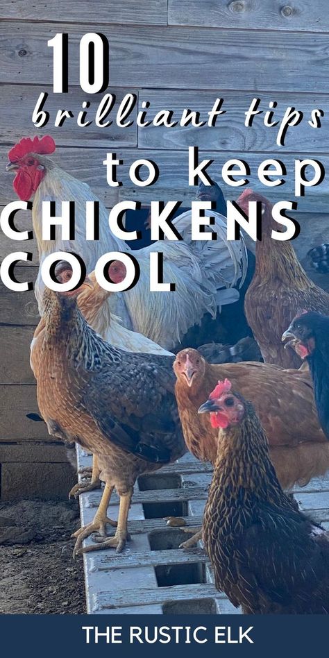 Chickens suffering in the hot weather? These brilliant tips can help  keep chickens cool in the summer in the heat! From treats to give them to help them stay cool to other things to do to help them combat oppressive heat. Find 10 awesome tips for the best ways to keep your backyard chickens comfortable this summer. Keeping Chickens Cool, Natural Chicken Coop, Snacks For Chickens, Inside Chicken Coop, What To Feed Chickens, Herbs For Chickens, Food For Chickens, Chicken Accessories, Meat Birds