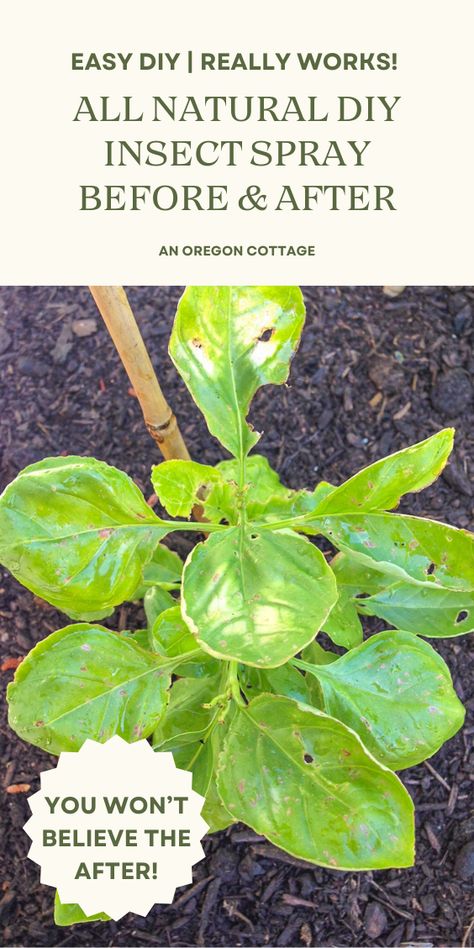 Tired of pesky pests taking over your plants? Check out this amazing all natural insect spray recipe, made with all-natural ingredients like garlic and mint! Say bye-bye to harmful chemicals and hello to a healthier, greener garden! Natural Insect Repellant For Yard, Nature, Natural Bug Killer For Garden, Mint Spray For Bugs, Natural Insecticide For Garden, Garlic Spray For Garden Pest Control, Plant Bug Spray Diy, Diy Pesticide For Vegetables, Grasshopper Repellent Diy