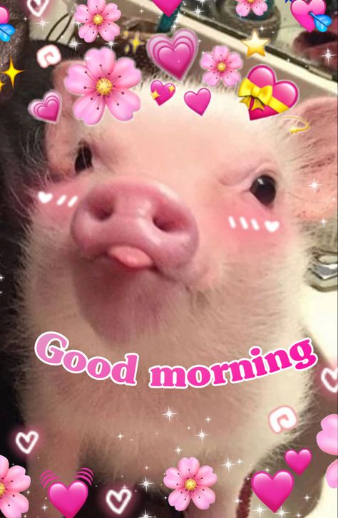 Pig Good Morning, Good Morning Reaction Pic Funny, Good Morning Shawty, Good Morning Mood Pics, Hello Funny Pictures, Reaction Pictures Wholesome, Morning Reaction Pics, Good Morning Wholesome, Good Morning Reaction