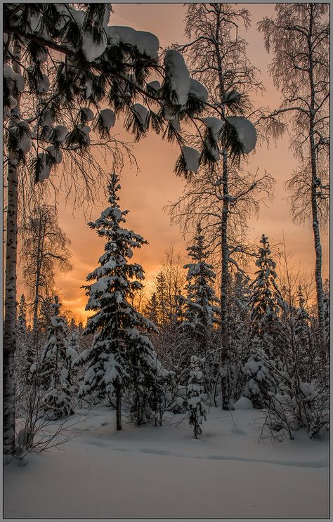 Winter Szenen, Photography Winter, Woods Photography, Photography Competitions, Winter Love, Winter Magic, Winter Scenery, Snow Scenes, Winter Beauty
