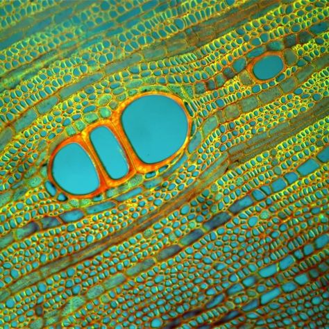 Bio Art, Microscopic Art, Punkty Spustowe, Microscopic Cells, Motifs Organiques, Microscopic Photography, Micro Photography, Microscopic Images, Plant Cell