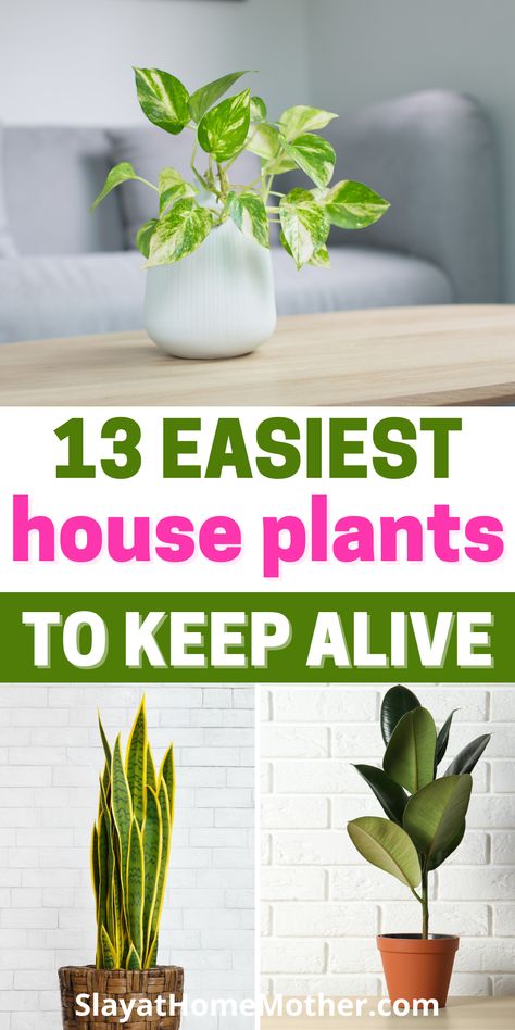 Plants For The House, Nature, House Plants To Clean The Air, Indoor Plants That Clean The Air, Easy Plants To Care For Indoors, Easy Plants To Take Care Of Indoors, Care Of House Plants, Easy To Keep Alive House Plants, Low Maintenance Indoor Plants Small