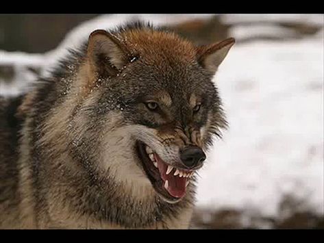 Wolves Drawing, Wolf Growling, Dog Poetry, Snarling Wolf, Wolf Poses, Angry Wolf, Wolf Life, Angry Animals, Wolf Photography