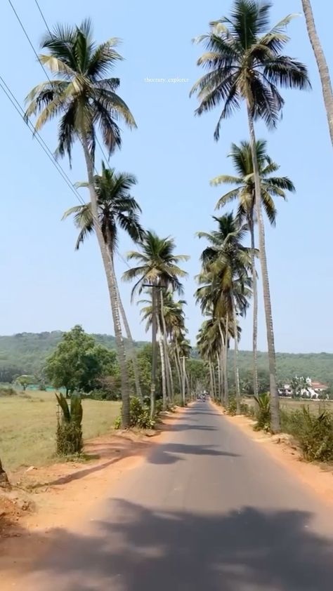 Nature, Goa, Parra Road Goa, Dear Zindagi, Coconut Trees, Coconut Tree, Photo Story, Ride On, Bike Ride