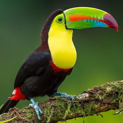 n my trip to Costa Rica the Keel-Billed Toucan quickly became one of my favorites. There was no shortage of them and every time I saw one Colourful Birds, Keel Billed Toucan, Toucan Art, Jungle Birds, Wild Animals Pictures, Tropical Birds, Exotic Birds, Bird Drawings, Pretty Birds