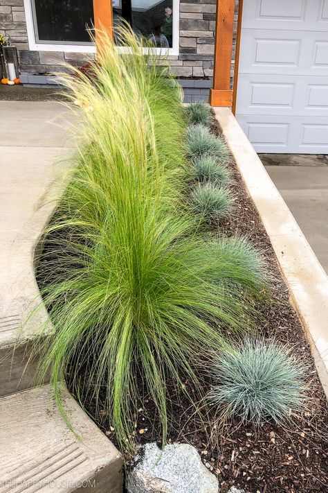 Lemon Grass Landscaping Ideas, Front Of House Bushes, Hedge Bushes, Front Yard Exterior, Drought Tolerant Front Yard, Bushes In Front Of House, Yard Planters, Low Maintenance Landscaping Front Yard, Garden Notes