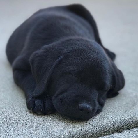 This is what a second chance can do for a dog. Labrador Retrievers, Labrador Retriever Facts, Labrador Retriever Training, Labrador Noir, Labrador Retriever Art, Black Labrador Retriever, Retriever Puppies, Black Lab Puppies, Labrador Retriever Puppies