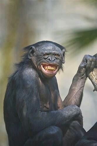 . Ugly Monkey, Smiling Animals, Ugly Animals, Monkey Pictures, Amazing Animal Pictures, Animal Antics, Monkeys Funny, Pretty Animals, Silly Animals