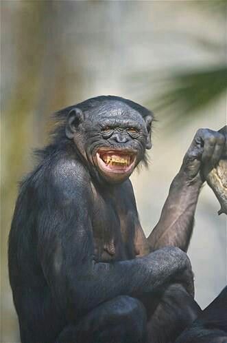 . Ugly Monkey, Smiling Animals, Ugly Animals, Amazing Animal Pictures, Monkey Pictures, Animal Antics, Monkeys Funny, Pretty Animals, Silly Animals