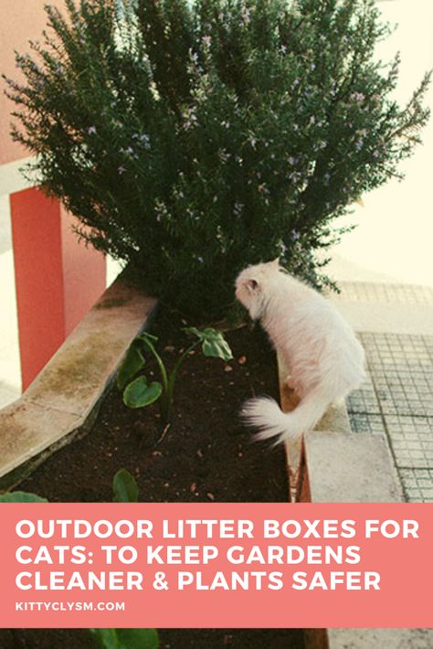 Cat Litter Outdoor, Diy Outdoor Cat Litter Box Ideas, Outdoor Cat Litter Box Ideas Yards, Outdoor Litter Box Ideas Yards, Outside Cat Litter Box Ideas, Outdoor Cat Box Ideas, Outdoor Litter Box Ideas, Cat Shed Outdoor, Outdoor Cat Litter Box Ideas
