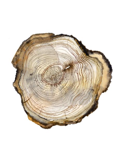 Modern Farmhouse Art, Wall Art Tree, Wood Slice Art, Tree Ring, Brown Wall Art, Art Tree, Tree Rings, Farmhouse Art, Cross Section