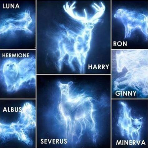 Patronus. Harry Potter. Quiz Harry Potter, Meme Harry Potter, Classe Harry Potter, Harry Potter Patronus, Citate Harry Potter, Wallpaper Harry Potter, Glume Harry Potter, Tapeta Harry Potter, Buku Harry Potter