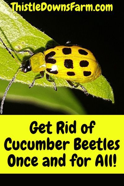 Nature, Amigurumi Patterns, Squash Beetles Pest Control, Cucumber Beetles How To Get Rid Of, Zucchini Growing, Cucumber Varieties, Cold Frames, Cucumber Beetles, Diy Pest Control