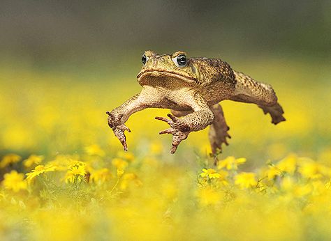 Cane Toad in action! Reptiles And Amphibians, Iguanas, Cane Toad, Frog Pictures, National Wildlife Federation, Funny Frogs, Wildlife Photos, Frog And Toad, Cute Frogs