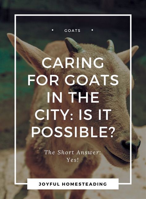 Backyard Goats, Types Of Goats, Goat Milking, Goat Care, Boer Goats, Pergola Pictures, Raising Goats, Making Plant Pots, Goat Meat