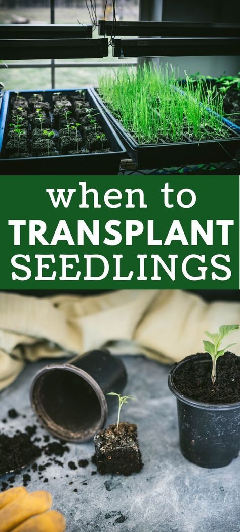 How To Harvest Seeds From Vegetables, Growing Plants From Seeds Indoors, Diy Plant Starter Containers, Starting Seeds In Plastic Containers, Seed Starting Tips, Starting A Garden From Seeds, Garden Seeds To Start Indoors, Potting Up Seedlings, Starting Seeds In Egg Cartons