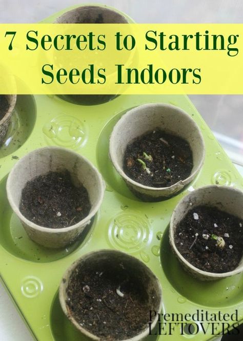 Plants From Seeds, Parsley Plant, Starting Seeds, Reap What You Sow, Small Fence, Organic Pesticide, Growing Microgreens, Jardim Diy, Starting Seeds Indoors