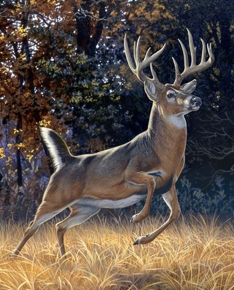 Mode Country, Whitetail Deer Pictures, Deer Quilt, Deer Trophy, Deer Photography, Deer Artwork, Deer Wallpaper, Big Deer, Deer Drawing