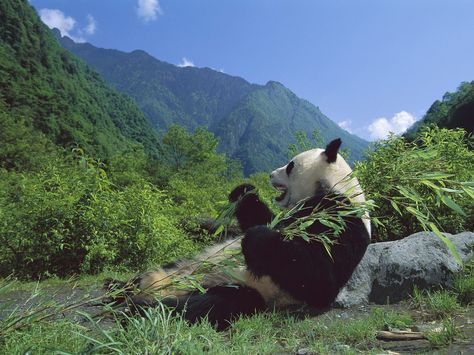 Panda Bear Chengdu, Panda Habitat, Giant Panda Bear, Sichuan China, Panda Gifts, Panda Wallpapers, Panda Love, Bamboo Forest, Giant Panda