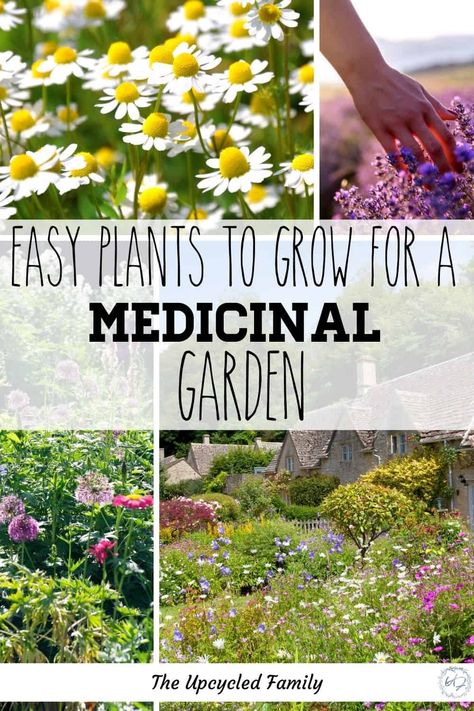 Nature, Herbalist Garden, Medicine Garden, Herbal Tea Garden, Medicinal Herbs Garden, Medicinal Garden, Healing Garden, Easy Plants To Grow, Herbal Plants