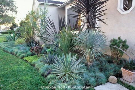 Fescue Grass, Blue Fescue, Florida Landscaping, Succulent Landscape Design, Drought Tolerant Garden, Succulent Landscaping, Backyard Garden Layout, Garden Border, Southern Garden