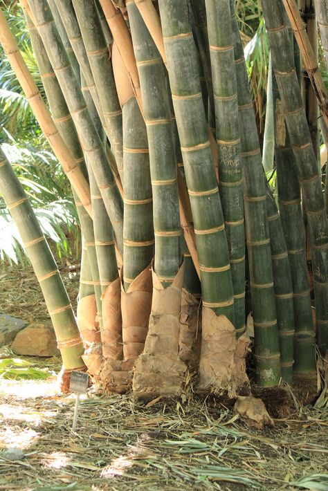 Dendrocalamus giganteus -Love Giant Bamboo. Visions of Exotica that inspired my Exotica Jewellery collection. Browse here : http://rositabonita.com/collections/exotica Giant Bamboo, Big Bamboo, Bamboo Species, Bamboo Planter, Bamboo Structure, Bamboo Architecture, Bamboo Art, Bamboo Garden, Green Star