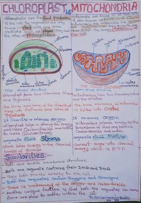 Nature, Chloroplast Notes, Mitochondria Notes, Chloroplast Drawing, Mitochondria Drawing, Biochemistry Notes, Medical Life, Tiny Tan, Biology Facts