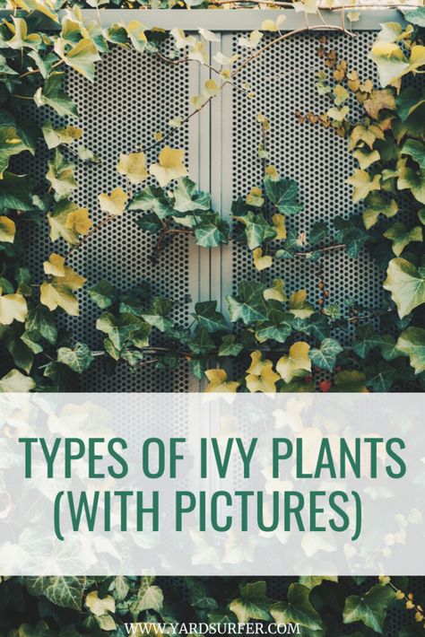 There are several varieties of ivy plants, and in this article, we will talk about the most popular types of ivy plants with pictures. Indoor Ivy, Types Of Ivy, Boston Ivy, Garden Bench Diy, Ivy Vine, Plant Care Houseplant, Ivy Plants, Best Indoor Plants, Outdoor Diy Projects