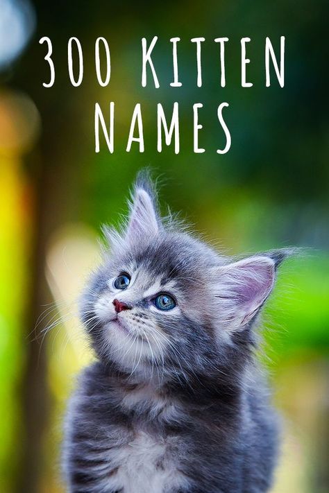 Female Kitten Names Unique, Cute Names For Cats Kittens, Make Cat Names, Names For Cats Unique, Unique Male Cat Names, Cat Name Ideas Unique, Black Kitten Names, Black Cat Names Boys, Good Cat Names