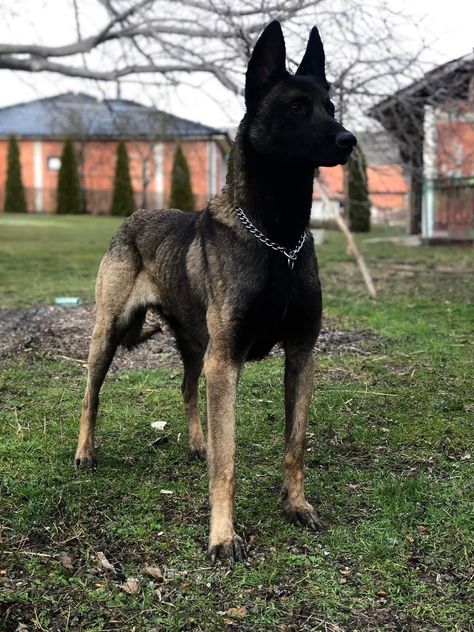 After 700 days at the shelter, an elderly dog finally got a new home and a new name! Silver Belgian Malinois, German Shepherd Belgian Malinois, Belgian Malinois Mahogany, Belgian Malinois Scary, Blue Belgian Malinois, Black Malinois Dog, Mallinos Dog, Belgian Malinois Aesthetic, Belgian Malinois Black