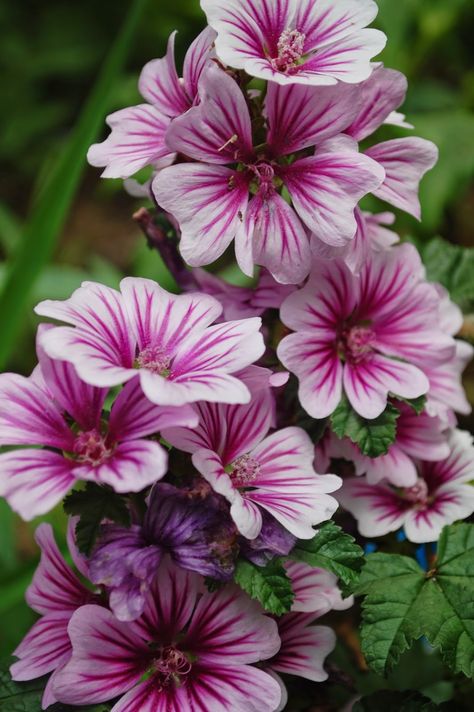 Malva Zebrina, Malva Flower, Marshmallow Plant, Purple Perennials, Hollyhocks Flowers, Mallow Flower, Flower Spike, Tall Plants, Beautiful Flowers Pictures