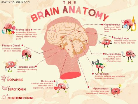 Bio Psychology, Brain Lobes, Brain Poster, Occipital Lobe, Education Poster Design, Psychology Studies, Frontal Lobe, Med School Motivation, Brain Anatomy