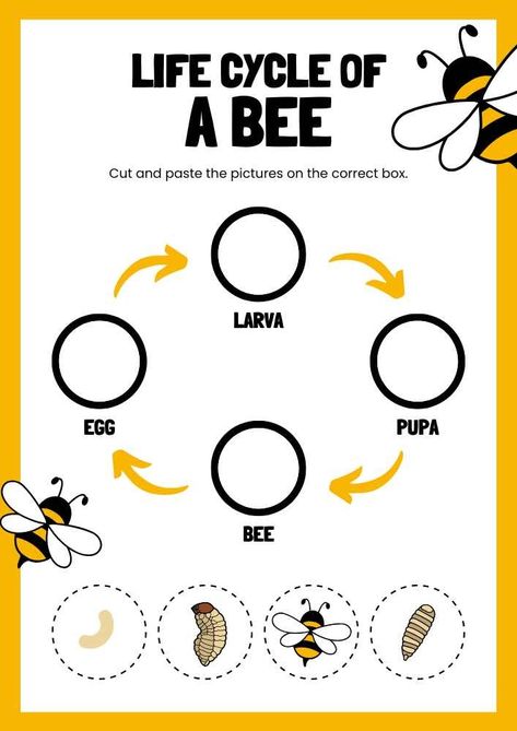 Life Cycle Of Bee Craft, Life Cycle Of A Bee Preschool, Bees Life Cycle, Bee Cycle Life, Bee Life Cycle Preschool, Life Cycle Of A Bee Free Printable, Bee Preschool Activities, Lifecycle Of A Bee, Bee Life Cycle Craft