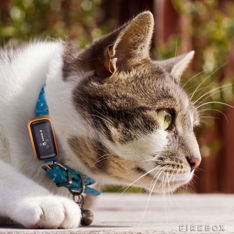 G-Paws Cat GPS Tracker Gadgetify Pet Tracker, Photo Chat, Pet Hacks, Gps Tracker, Cat Theme, Crazy Cats, Cool Cats, Belle Photo, Fur Babies