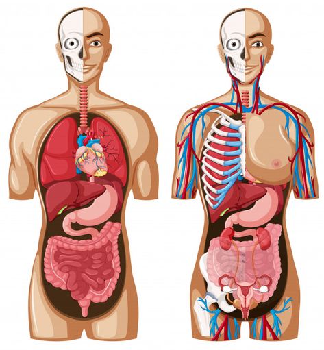 Human anatomy model with different systems Free Vector | Free Vector #Freepik #vector #freeheart #freemedical #freehealth #freescience Human Anatomy Model, Human Digestive System, Human Body Organs, Human Organ, Anatomy Models, Desain Editorial, Human Body Anatomy, Medical Anatomy, Medical Art