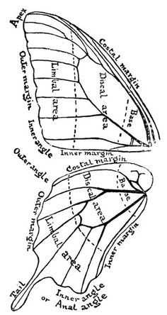 Drawing Tips, Projek Menjahit, Wings Butterfly, Idee Cosplay, Fairy Wings, Butterfly Art, Art Tips, Butterfly Wings, A Drawing