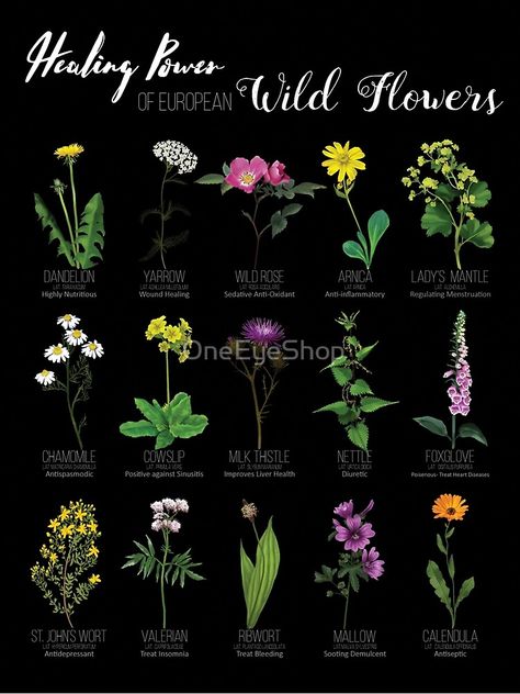 wildflower, biology, bloom, wildrose, dandelion, chamomile, thistle, botanical, countryside, herbal remedy, witch herb, botanical poster, flower aesthetic, flower, witches weeds, floral, forest, floral pattern, Wicca herbs Nature, Herbs Healing, Wicca Herbs, Healing Flowers, Witch Herbs, Vintage Colour, Witch Garden, Magic Herbs, Magical Herbs