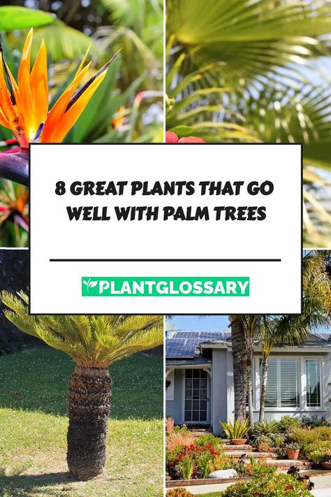 Of course, a garden with palm trees alone may look a little neglected, so check out our recommendations below for some of the best plants that go well with palm trees. Palm Tree In Pot Outdoors, Landscape Ideas With Palm Trees, Potted Palm Trees Outdoor, Sego Palm Landscaping Ideas, Palm Tree Front Yard, Sago Palm Landscaping, Palm Tree Landscape Ideas, Landscaping With Palm Trees, Palm Tree Landscaping