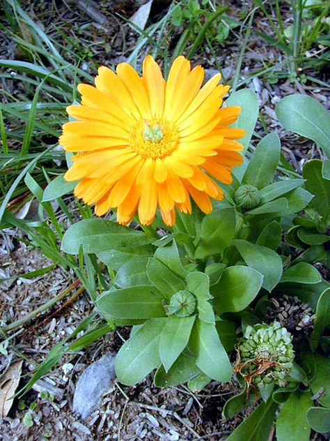 Edible Garden, Calendula Officinalis, Calendula Benefits, Calendula Flower, Organic Compost, Border Plants, Medicinal Herbs, Plant Needs, Herbal Medicine