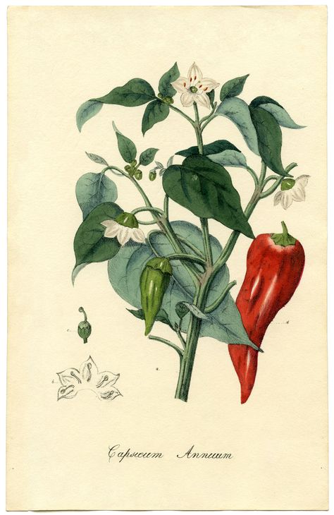 Chilli Pepper - John grows chillies. He loves them and makes hot sauce out of them. We have thousands of the little white flowers littering the front room when the plant is in season. Spice Image, Botanisk Illustration, Aesthetic Header, Vegetable Illustration, Illustration Botanique, Garden Illustration, Botanical Illustration Vintage, Plant Images, Graphics Fairy