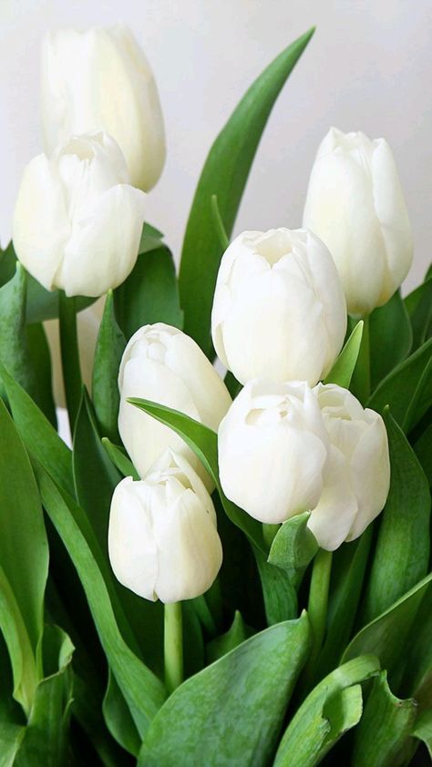 Tulip Theme, Spring Iphone Wallpaper, Frühling Wallpaper, Spring Desktop Wallpaper, Flower Background Iphone, Look Wallpaper, نباتات منزلية, White Tulip, Plant Background