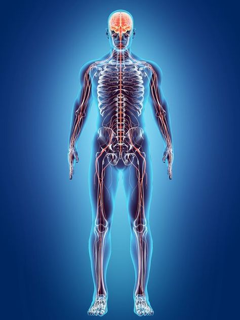 Nervous System Diagram, Human Anatomy Picture, Picture Of Body, Nervous System Anatomy, Human Nervous System, Body Science, Human Body Science, Anatomy Images, 3d Anatomy