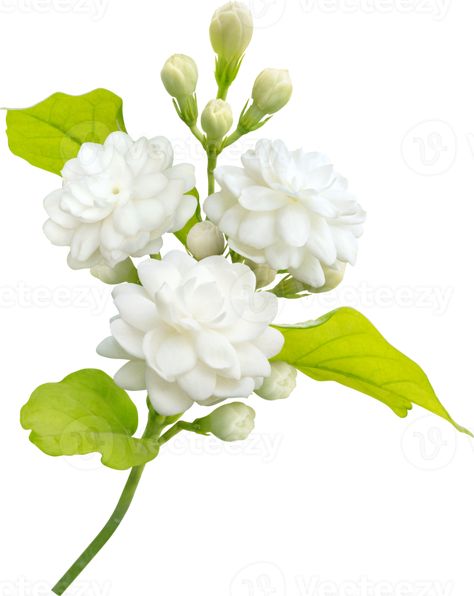 Jasminum Sambac, Arabian Jasmine, Leaf Symbol, Flower Symbol, Star Jasmine, Jasmine Flower, Flower Png, Family Photo, Mother’s Day