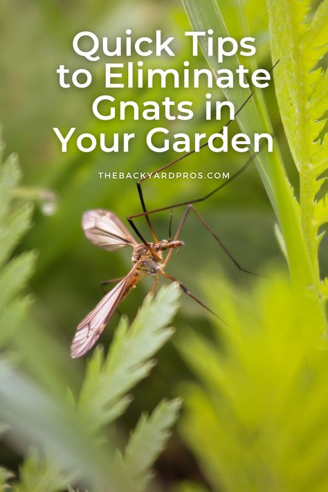 Gnats ruining your outdoor fun? Not anymore! 🍃 Our top 9 hacks for banishing gnats from your backyard are here to save the day. From fragrant plant companions to gnat-busting essentials, we've got the secrets to turn your backyard into a gnat-free haven. Dive into this guide to bring back the joy of outdoor gatherings without the annoying winged guests. 🌻🚫 #BackyardBliss #GnatRemoval #OutdoorLiving Gnat Repellant Indoor, Gnats Outside How To Get Rid Of, Gnat Repellant, Gnat Bites, Plant Companions, Get Rid Of Gnats, How To Get Rid Of Gnats, Gnat Traps, Fly Paper