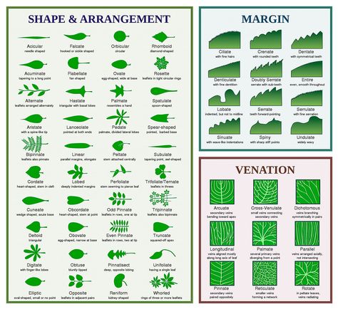 Cinda - For those seeking Identification of plants this is a good chart to keep handy | Facebook Plant Identification Chart, Leaf Identification Chart, Tree Leaf Identification, Leaves Name, Leaf Identification, Tree Id, Weeds In Lawn, Tree Identification, Diagram Chart