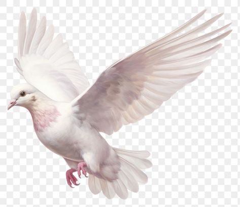 Dove Animal, Pigeon Png, Pigeon White, Peace Pigeon, Dove Peace, White Pigeon, Dove Pigeon, Png Aesthetic, Flying Birds