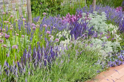 An Eye-Catching Border with Allium, Salvia and Lavender Campanula Glomerata, Salvia Garden, Planting Plan, Lavender Garden, Purple Garden, Border Plants, Front Landscaping, Mediterranean Garden, White Gardens