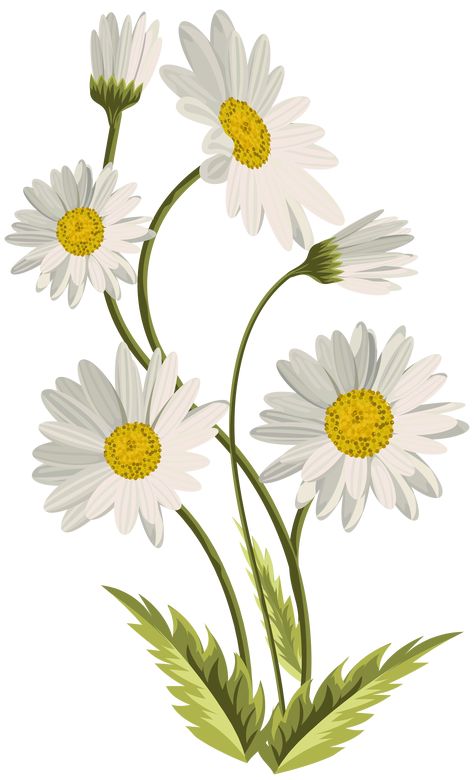 Lukisan Pokok, Daisy Paintings, Daisy Flower Drawing, Daisy Illustration, Daisies Painting, Clip Art Flowers, Daisy Clipart, Painting Daisy, Daisy Drawing