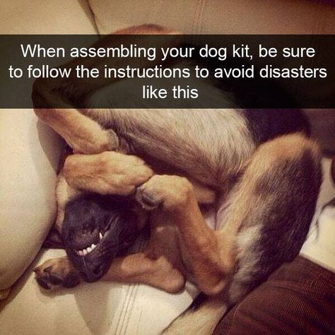 Funny Dog Pictures, Funniest Snapchats, Dog Snapchats, Funny Dog Photos, Dog Quotes Funny, Funny Dog Memes, Silly Dogs, Cute Funny Dogs, Memes Humor